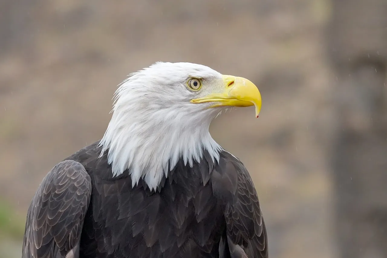 Majestic Bald Eagle: Intense Gaze in Nature's Realm