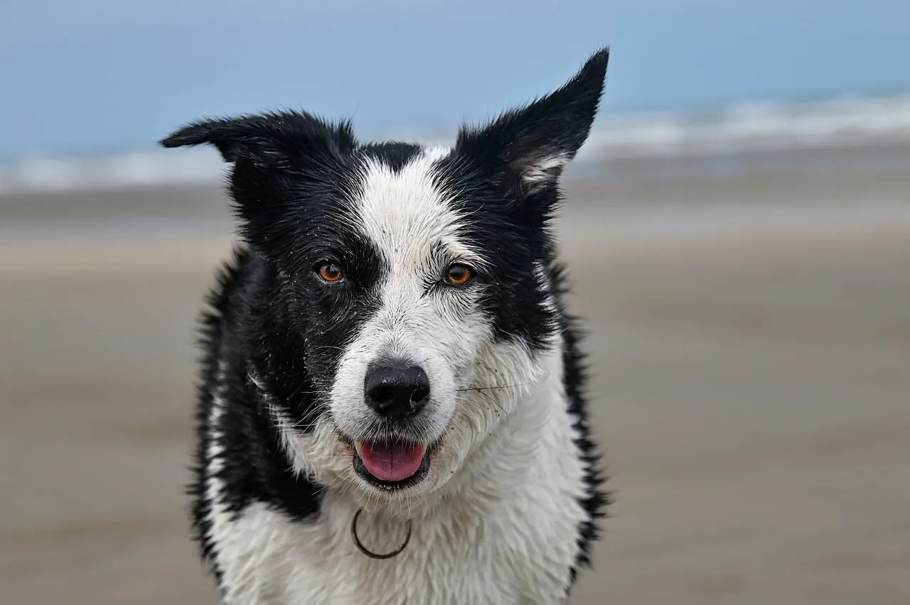 Vibrant Border Collie's Joyful Beach Day: Close-Up Portrait