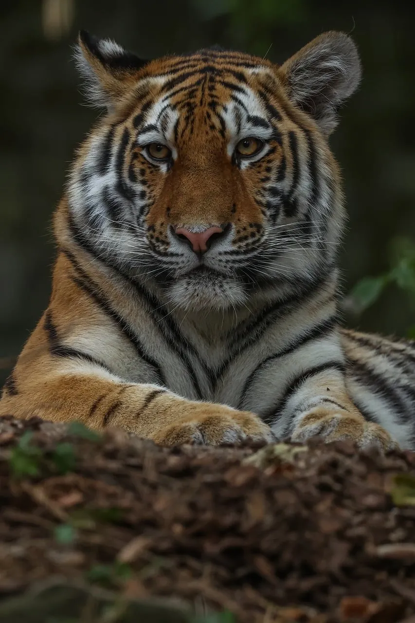 Majestic Gaze: Captivating Tiger in Its Natural Realm
