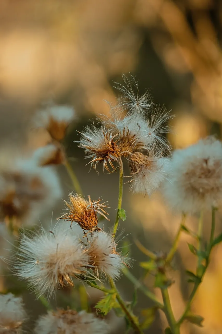 Enchanting Autumn Dandelions: Delicate Fluff in Golden Light