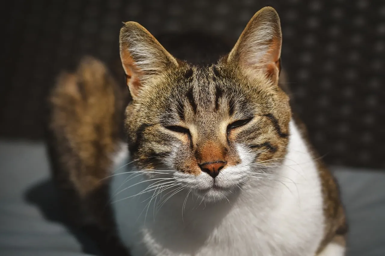 Sun-Kissed Feline: A Content Tabby's Autumn Nap
