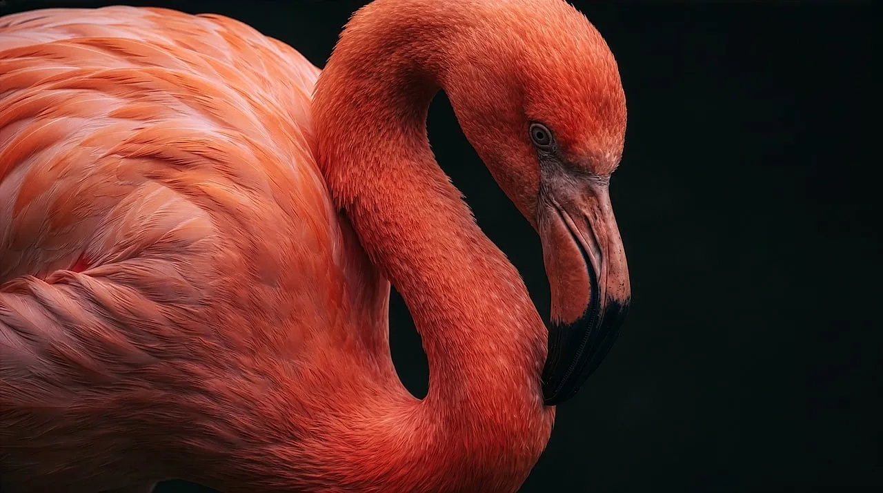 Vibrant Pink Flamingo: Nature's Elegance Up Close