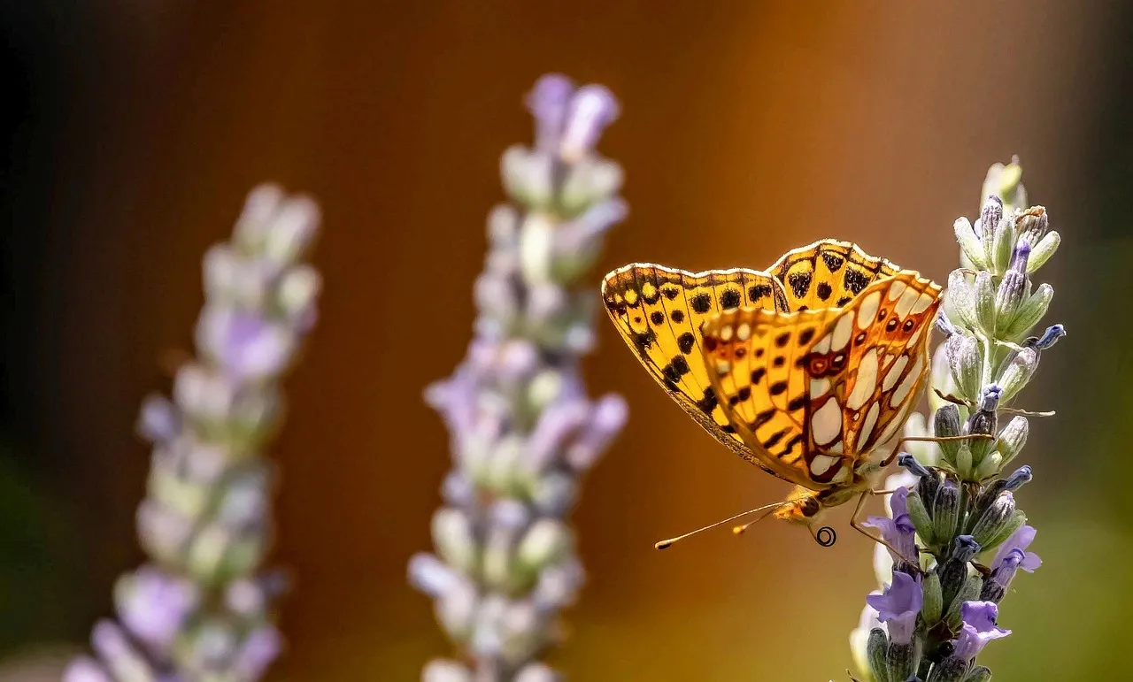 Vibrant Pearl Moth on Lavender: Nature's Delicate Dance in 4K