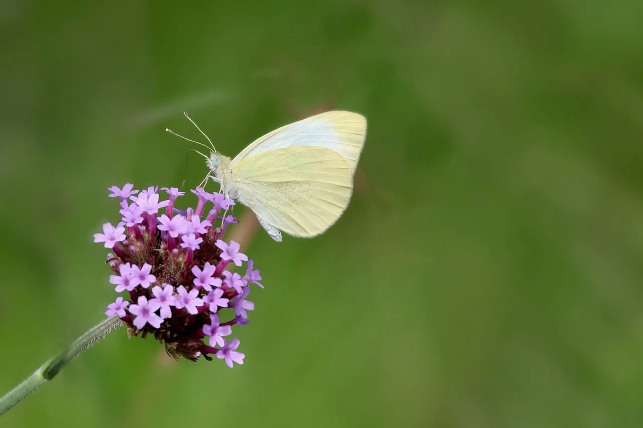 Delicate White Butterfly Pollinating Vibrant Purple Verbena