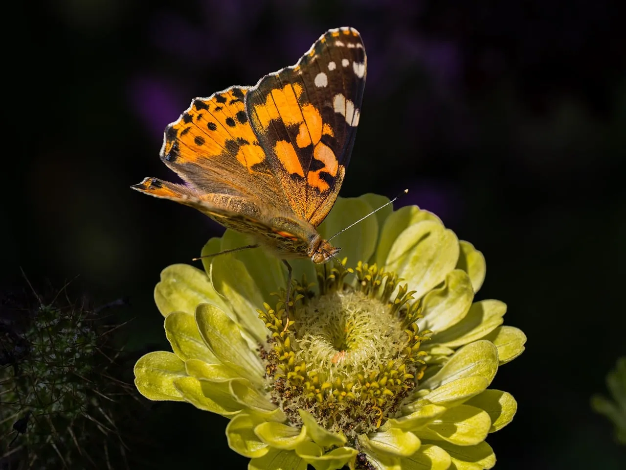 Vibrant Painted Lady Butterfly on Yellow Bloom Macro