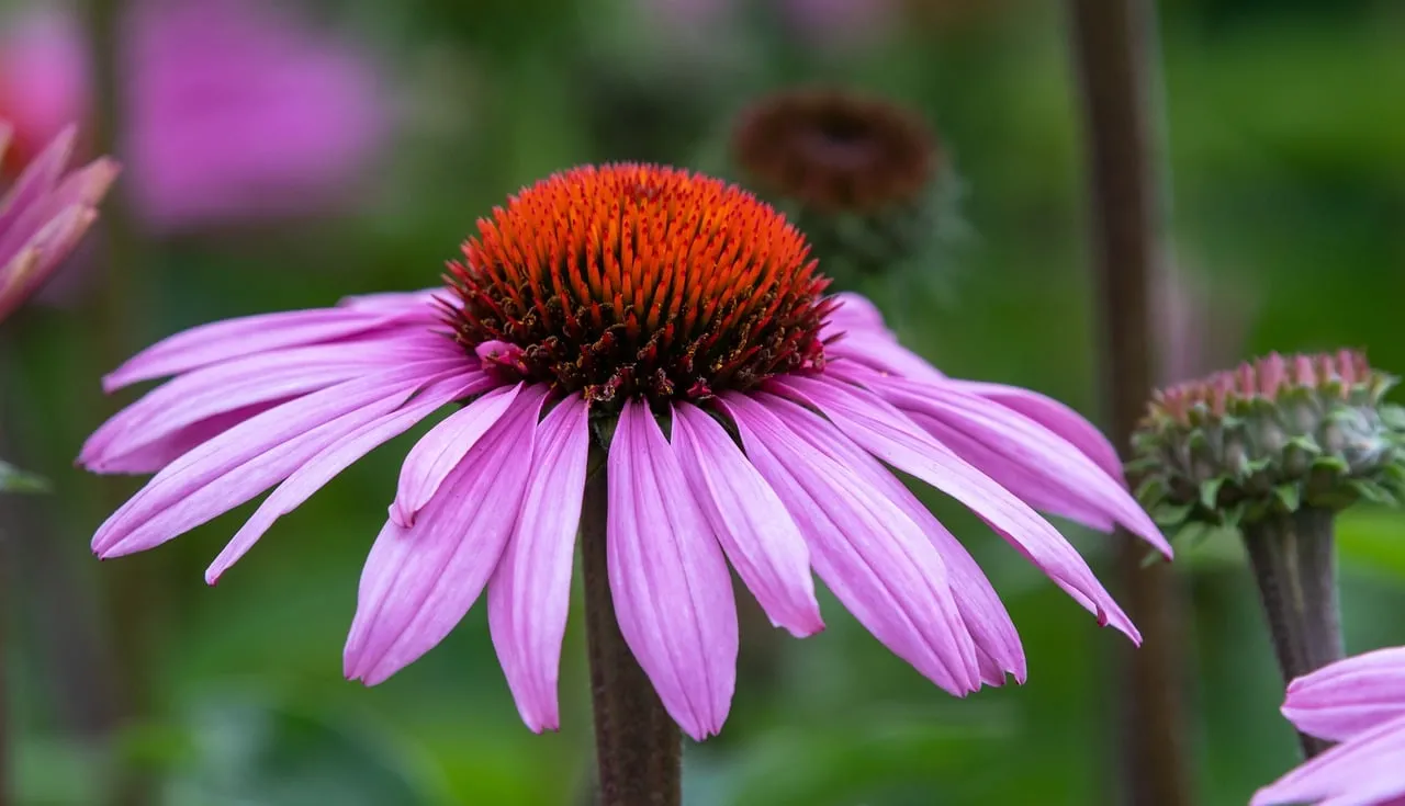 Vibrant Pink Echinacea: Summer Garden's Healing Beauty
