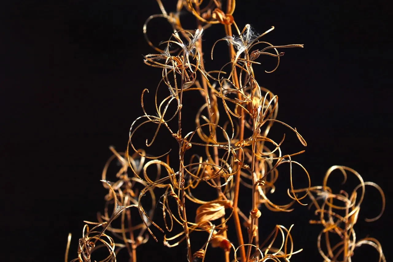 Dazzling Golden Dry Leaves: Abstract Nature's Art