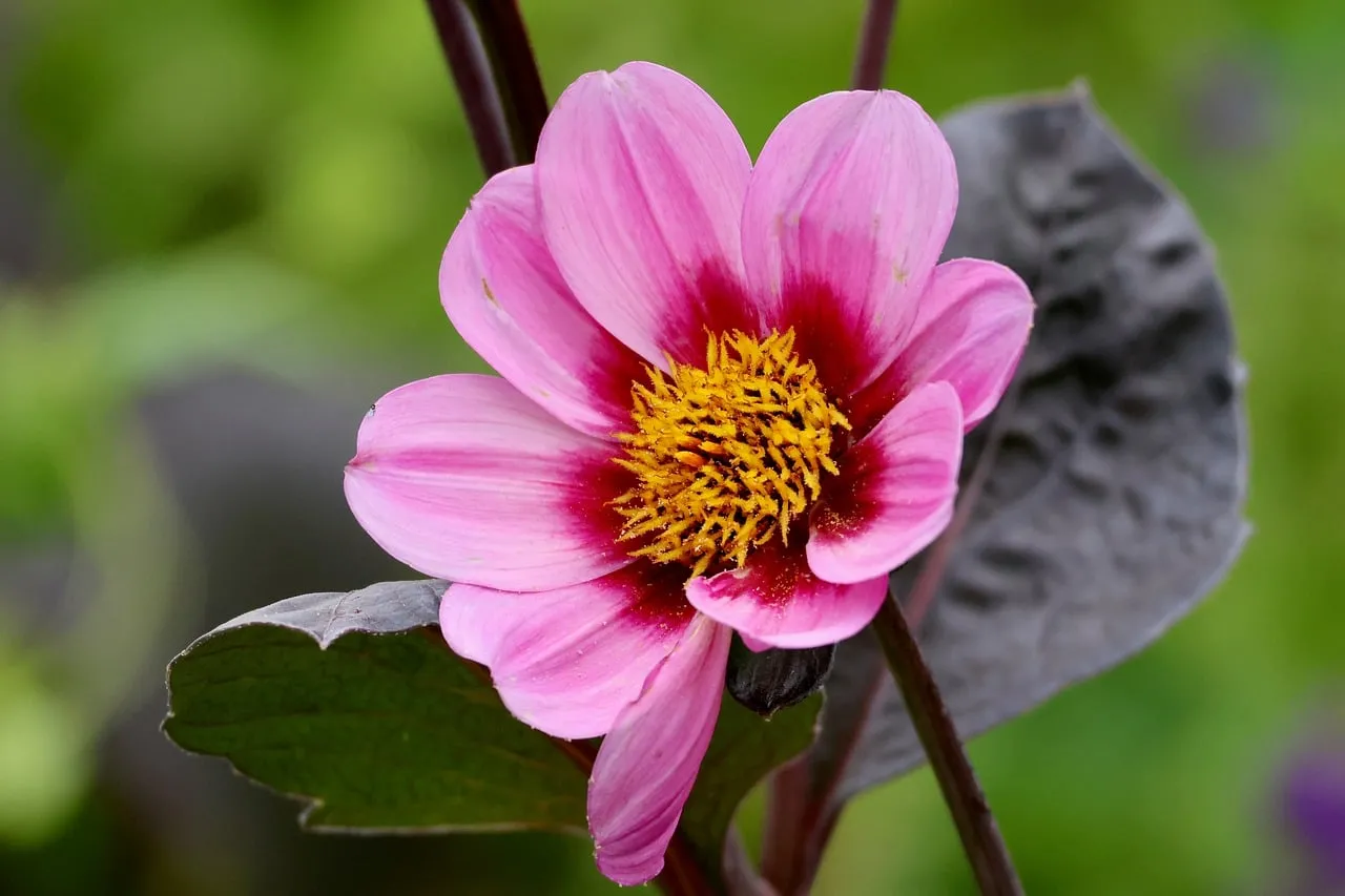 Vibrant Pink Dahlia: Summer's Macro Beauty