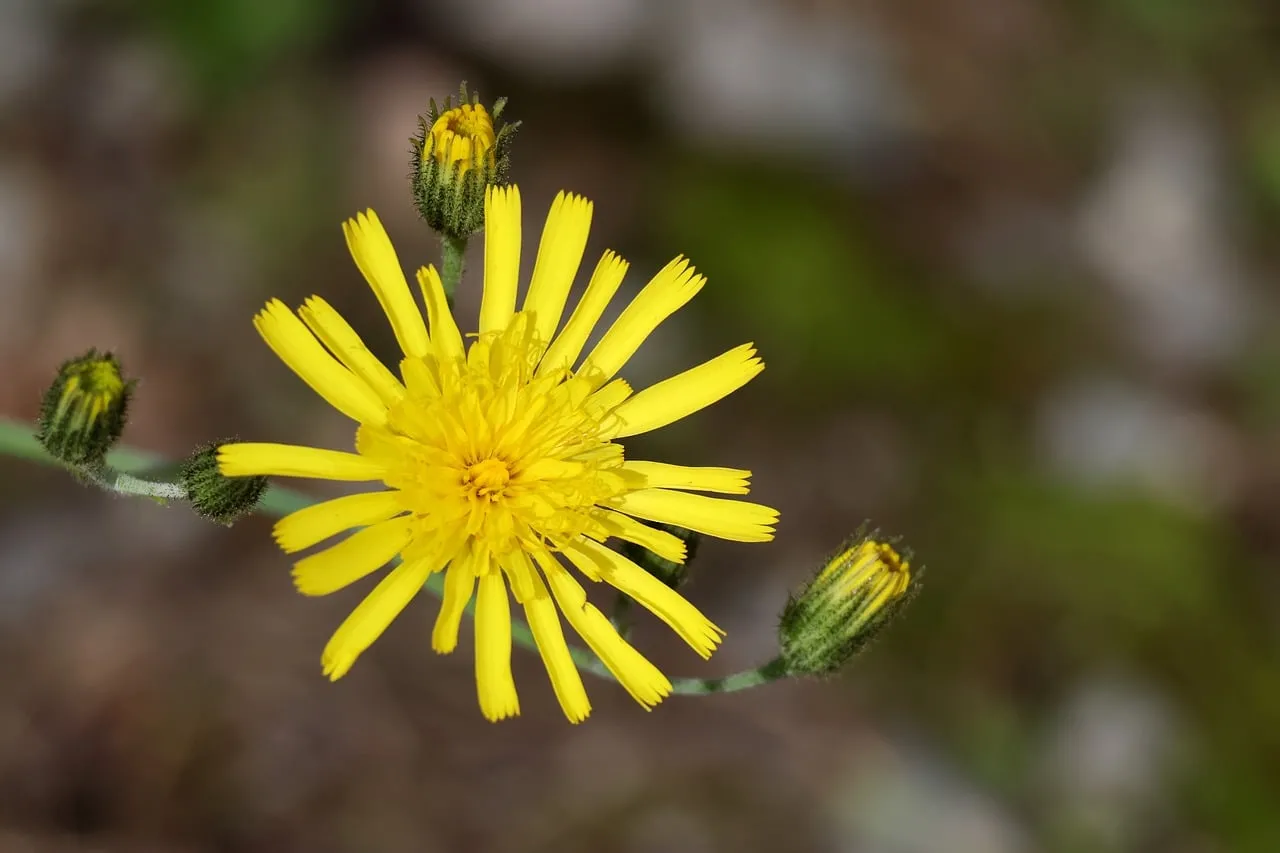 Vibrant Yellow Hawkweed: A Macro Bloom