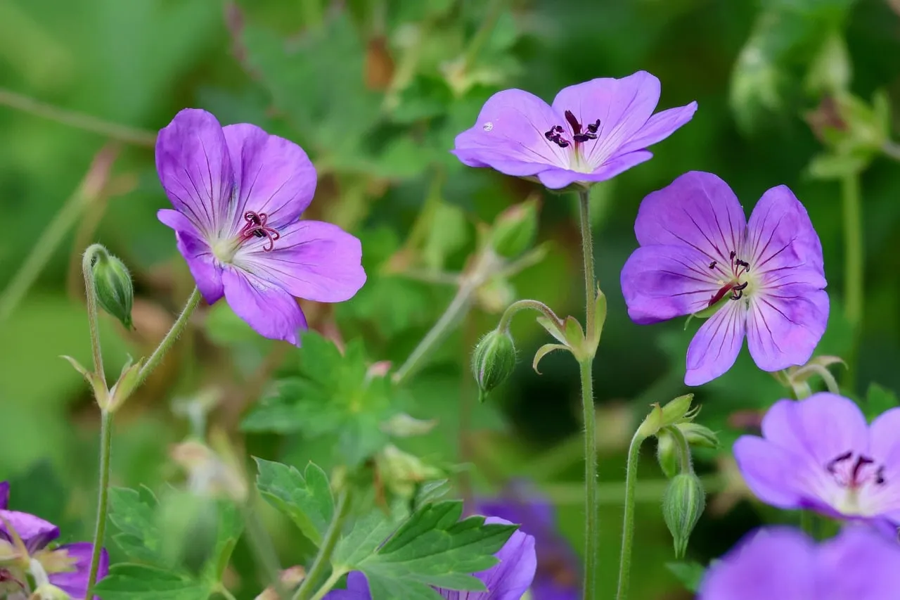 Vibrant Purple Geraniums: A Spring Garden Delight