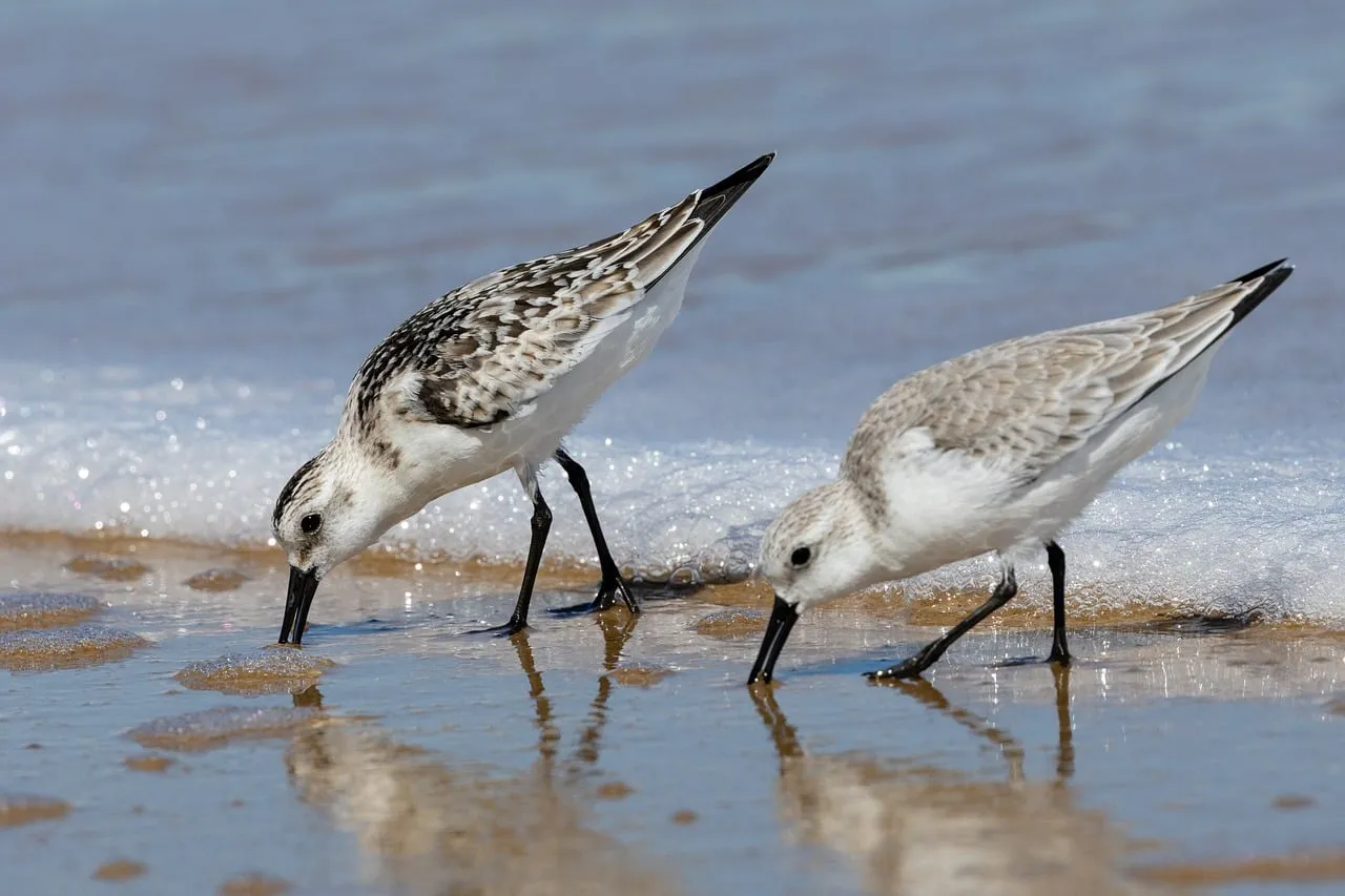 Charming Sandpipers Foraging by the Sparkling Ocean Waves