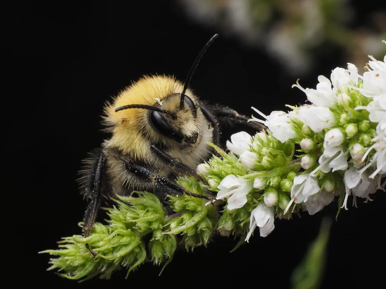 Stunning Macro: Bumblebee Amidst Delicate White Blooms
