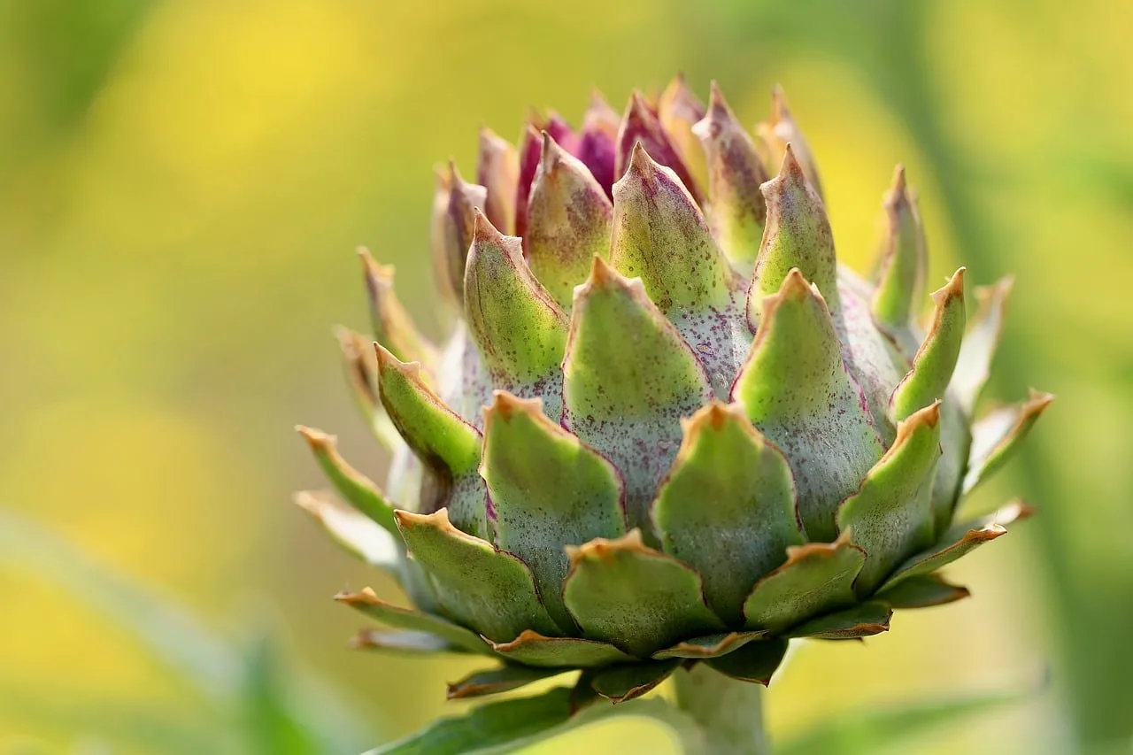 Vibrant Artichoke Bloom: Nature's Edible Art in 4K