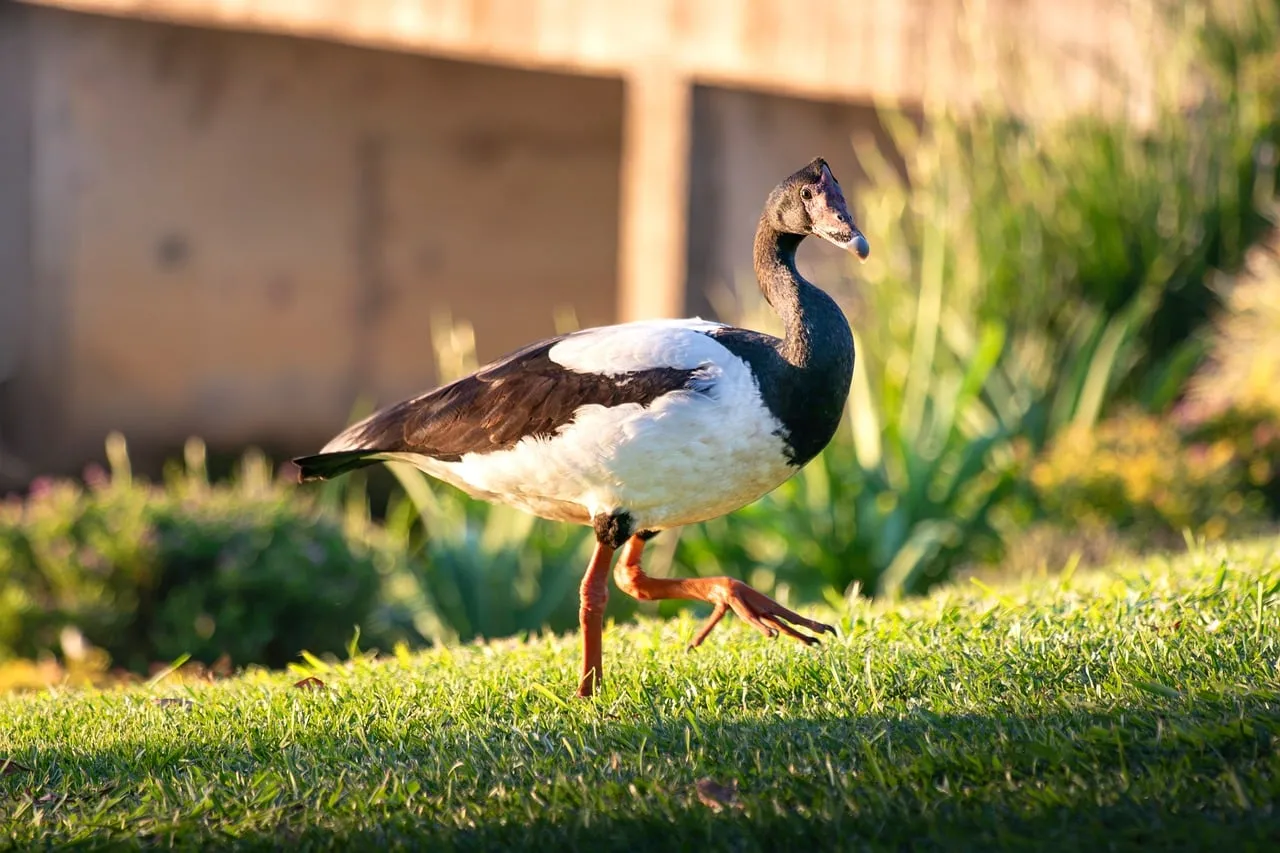 Graceful Waterbird: A Black and White Goose Foraging in Sunlight