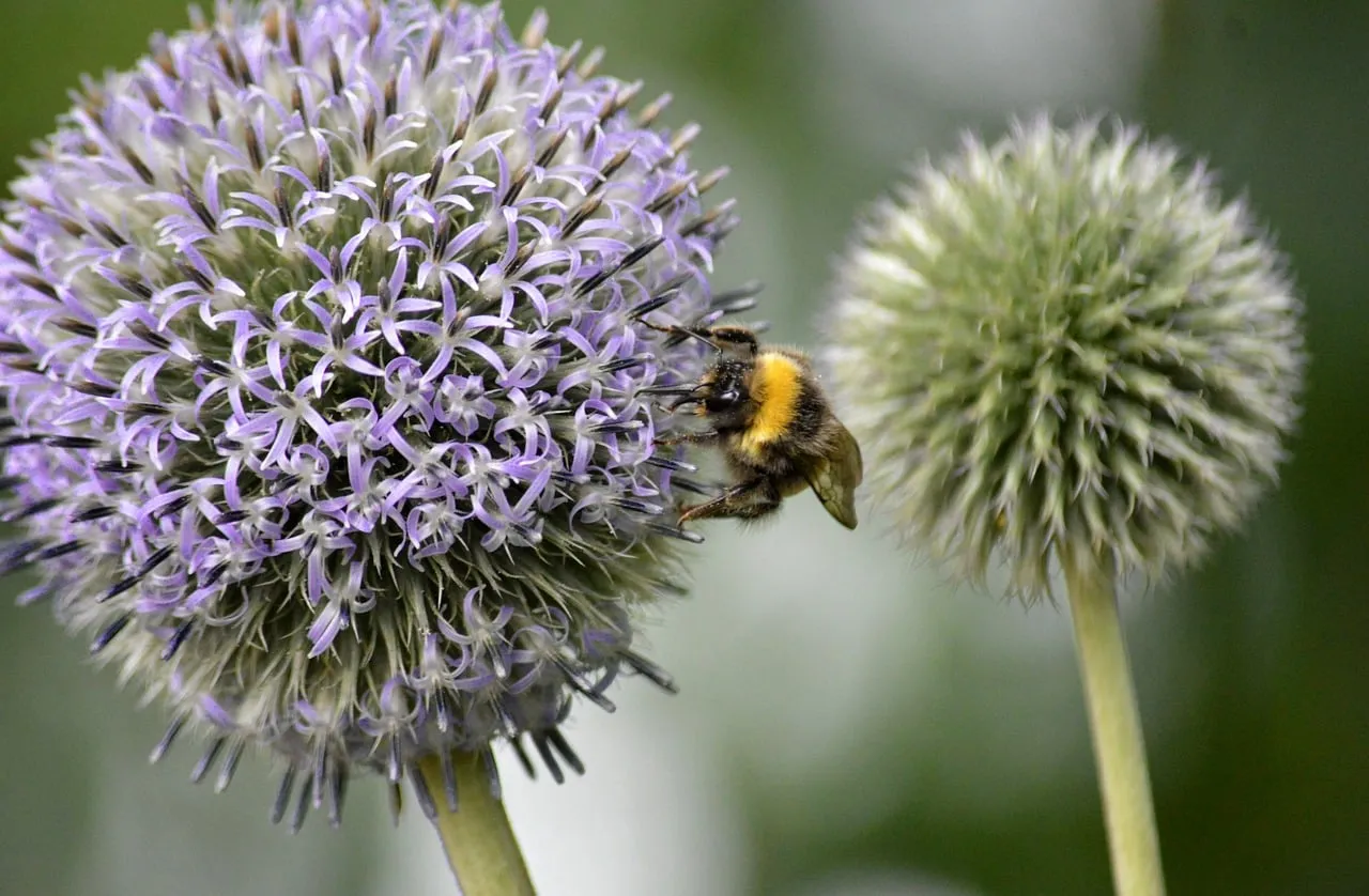 Vibrant Globe Thistle: Bee's Pollination Dance
