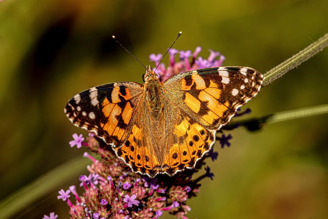Vibrant Painted Lady Butterfly Gracing Purple Blooms