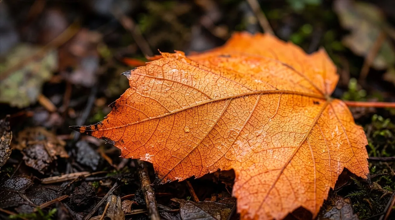 Vibrant Autumn's Kiss: Macro Maple Leaf with Water Droplets