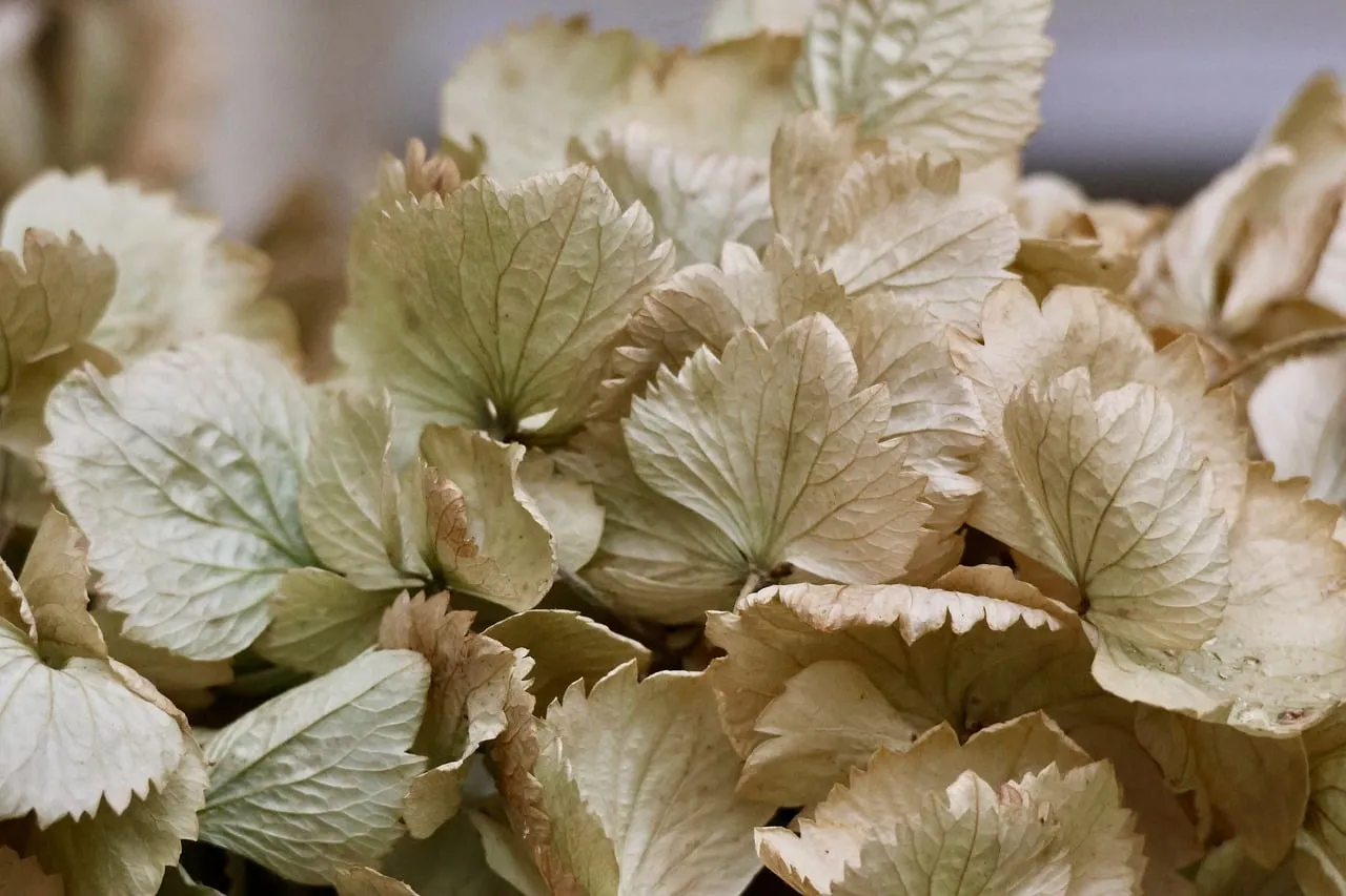 Autumn's Whisper: Dried Hydrangea Petals in Muted Tones