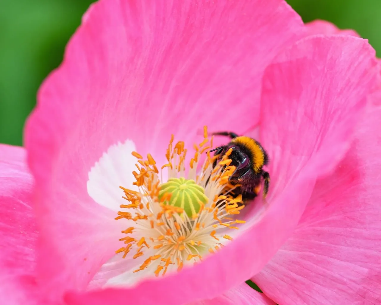 Vibrant Pink Poppy with Busy Bumblebee: Nature's Pollination Dance