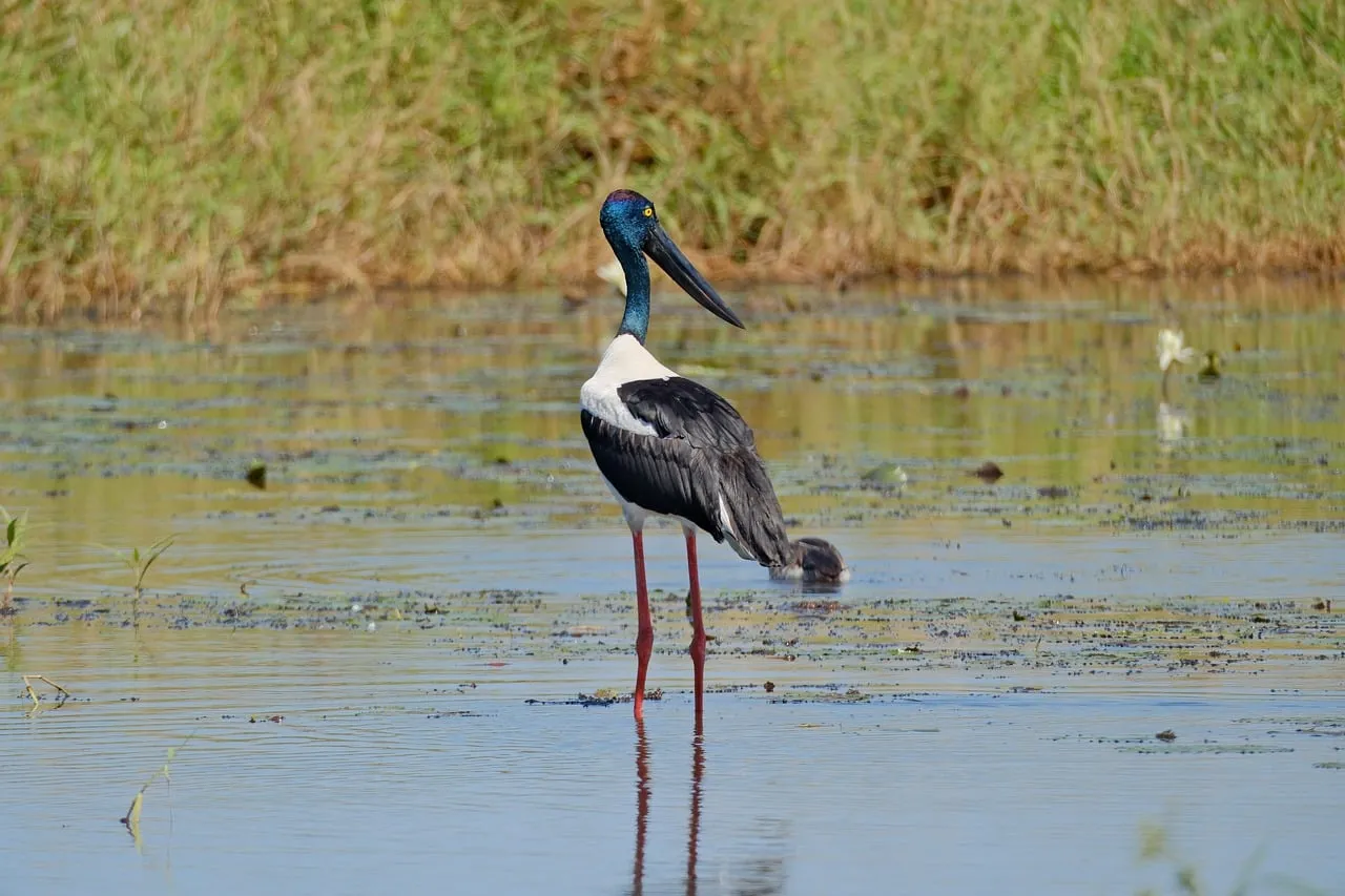 Elegant Jabiru Stork: Majestic Wetland Hunter