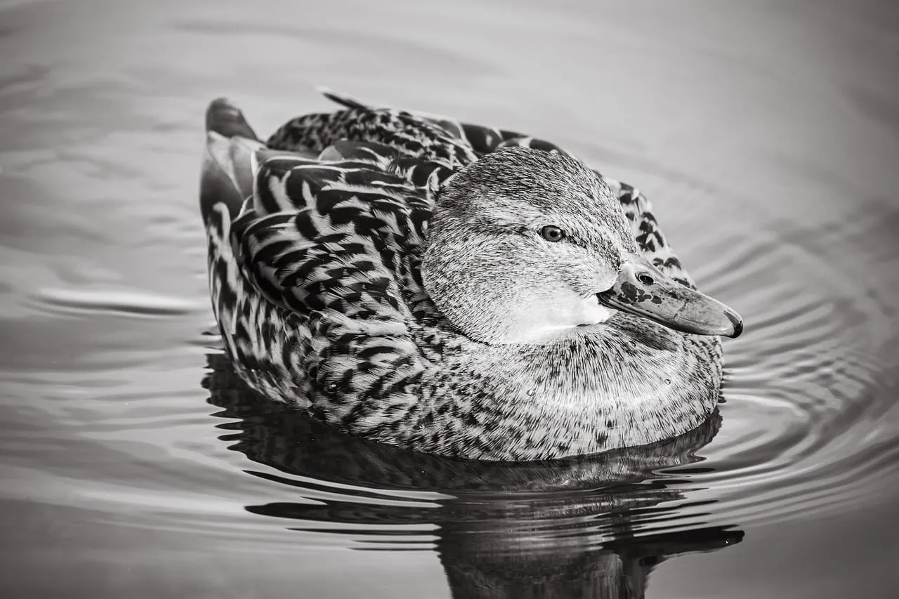 Serene Monochrome Duck Gliding on Reflective Waters