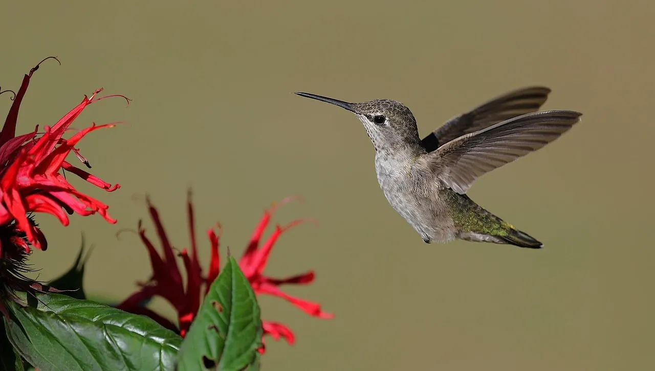 Vibrant Hummingbird Captures Nectar from Fiery Red Flowers