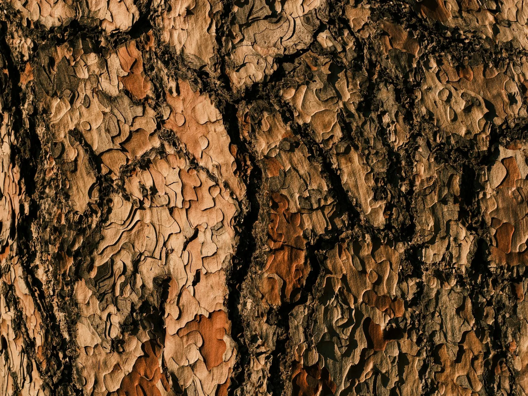 Rustic Pine Bark Texture: Nature's Intricate Tapestry
