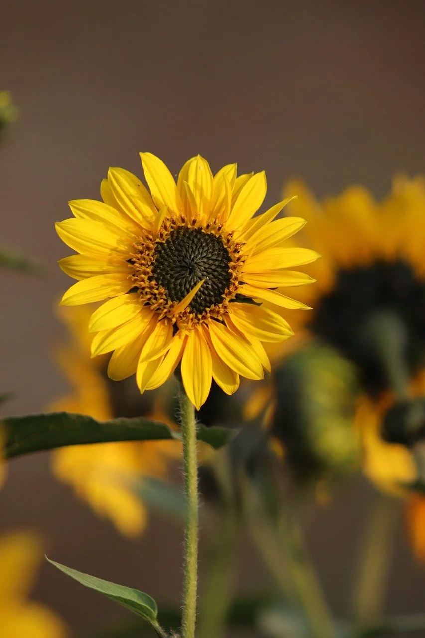 Stunning Summer Sunflower: A Macrophotography Masterpiece