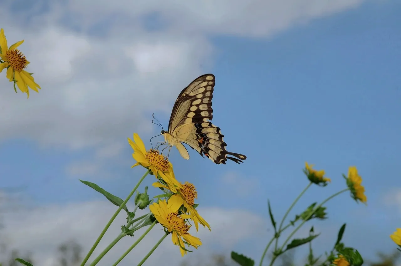 Vibrant Yellow Bloom Hosts a Graceful Swallowtail Butterfly