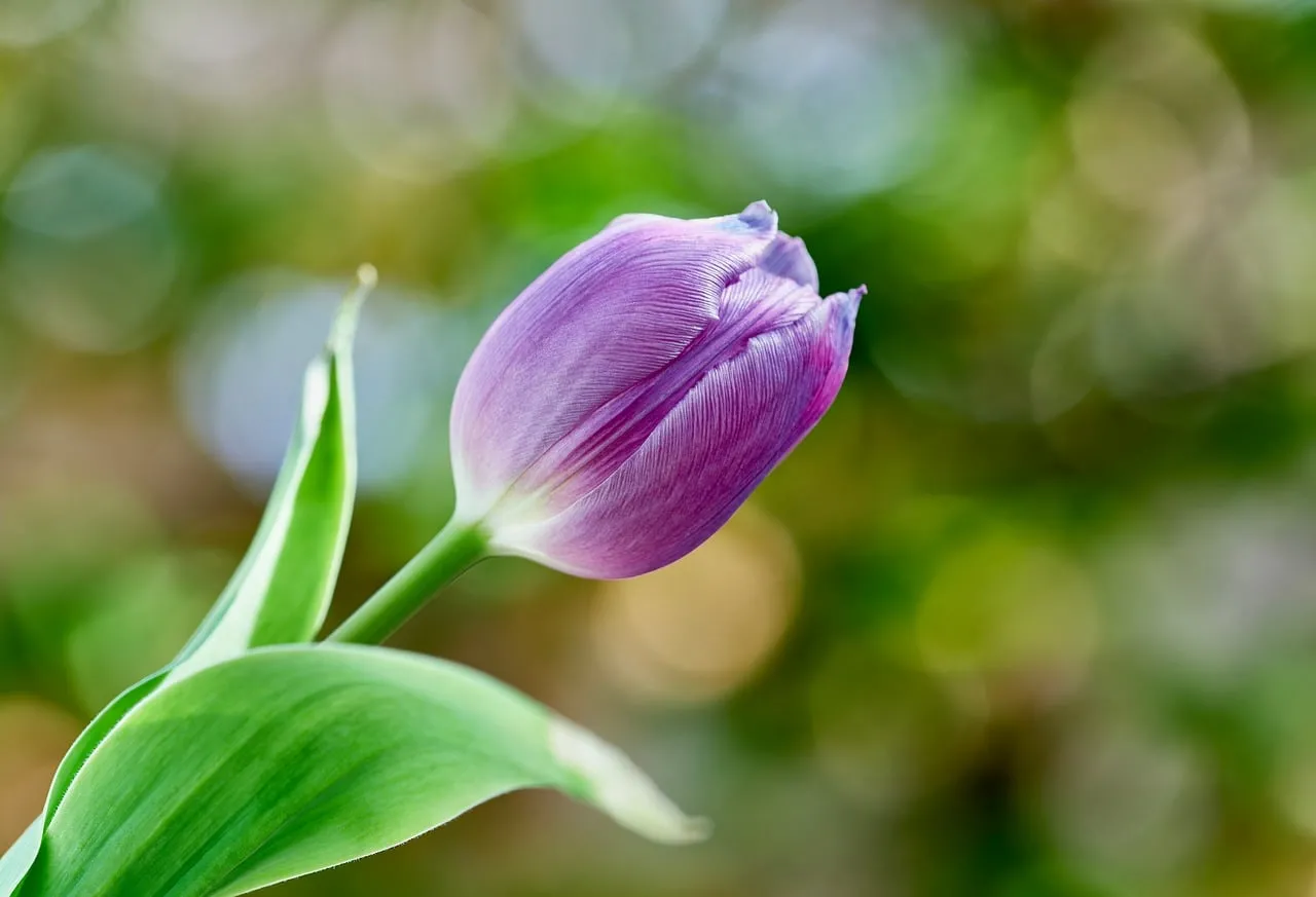 Vibrant Purple Tulip: Elegant Bloom in Spring Garden