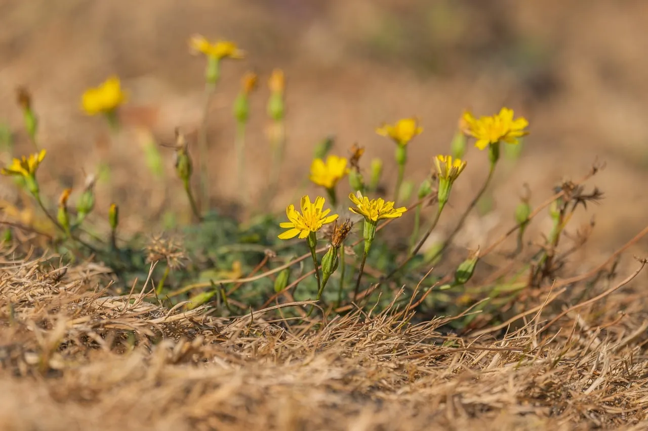 Vibrant Yellow Wildflowers Bloom in Dry Autumn Grass