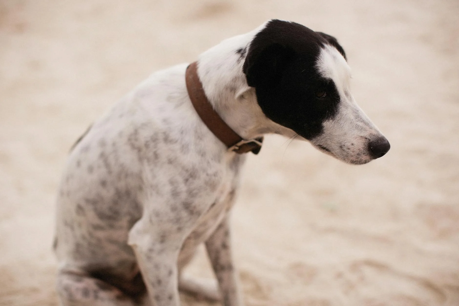 Charming Thoughtful Dog on Sandy Ground