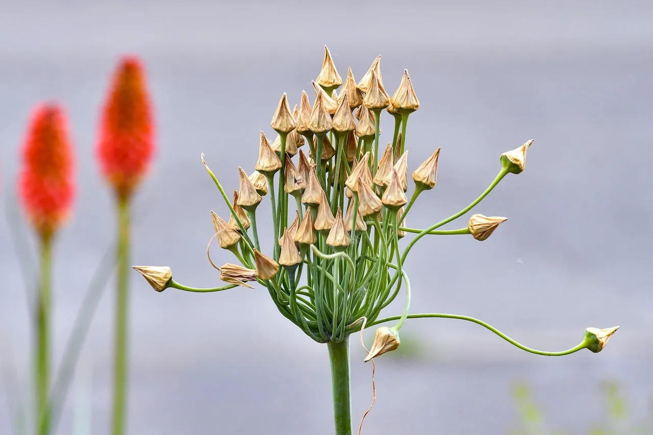 Stunning Allium Seeds: Nature's Intricate Beauty Captured in Detail