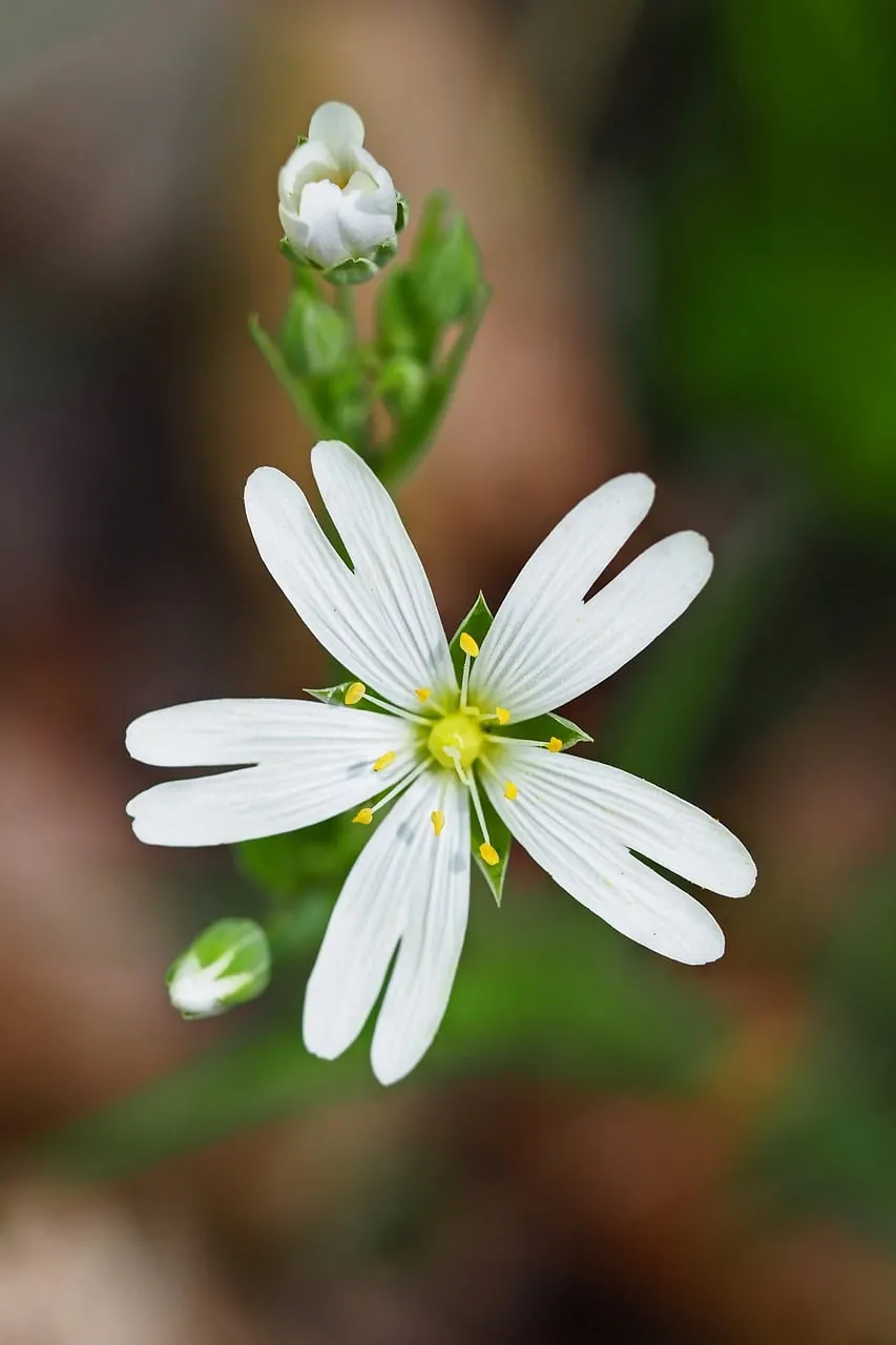 Stunning White Wildflower Macro: Perfect Spring Mobile Wallpaper