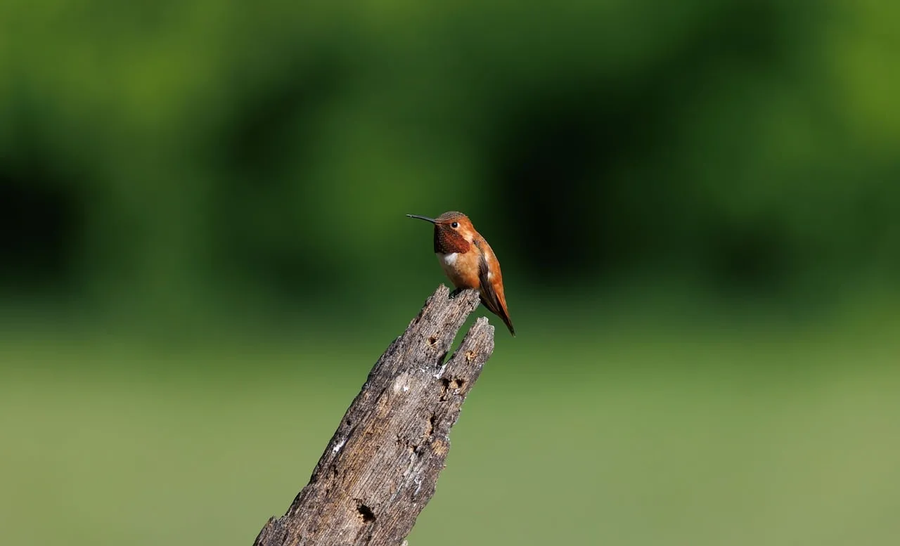 Vibrant Hummingbird Perched on Wood Trunk
