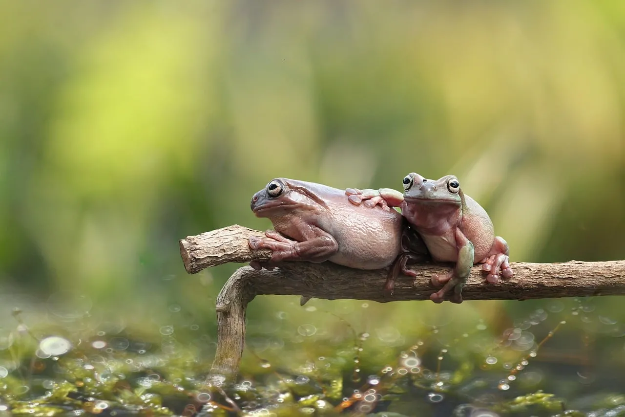 Charming Duo: Two Frogs Balancing on a Branch