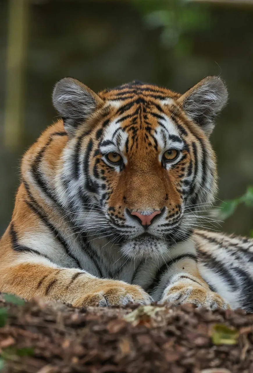 Majestic Gaze: Close-up of a Wild Tiger's Intense Stare