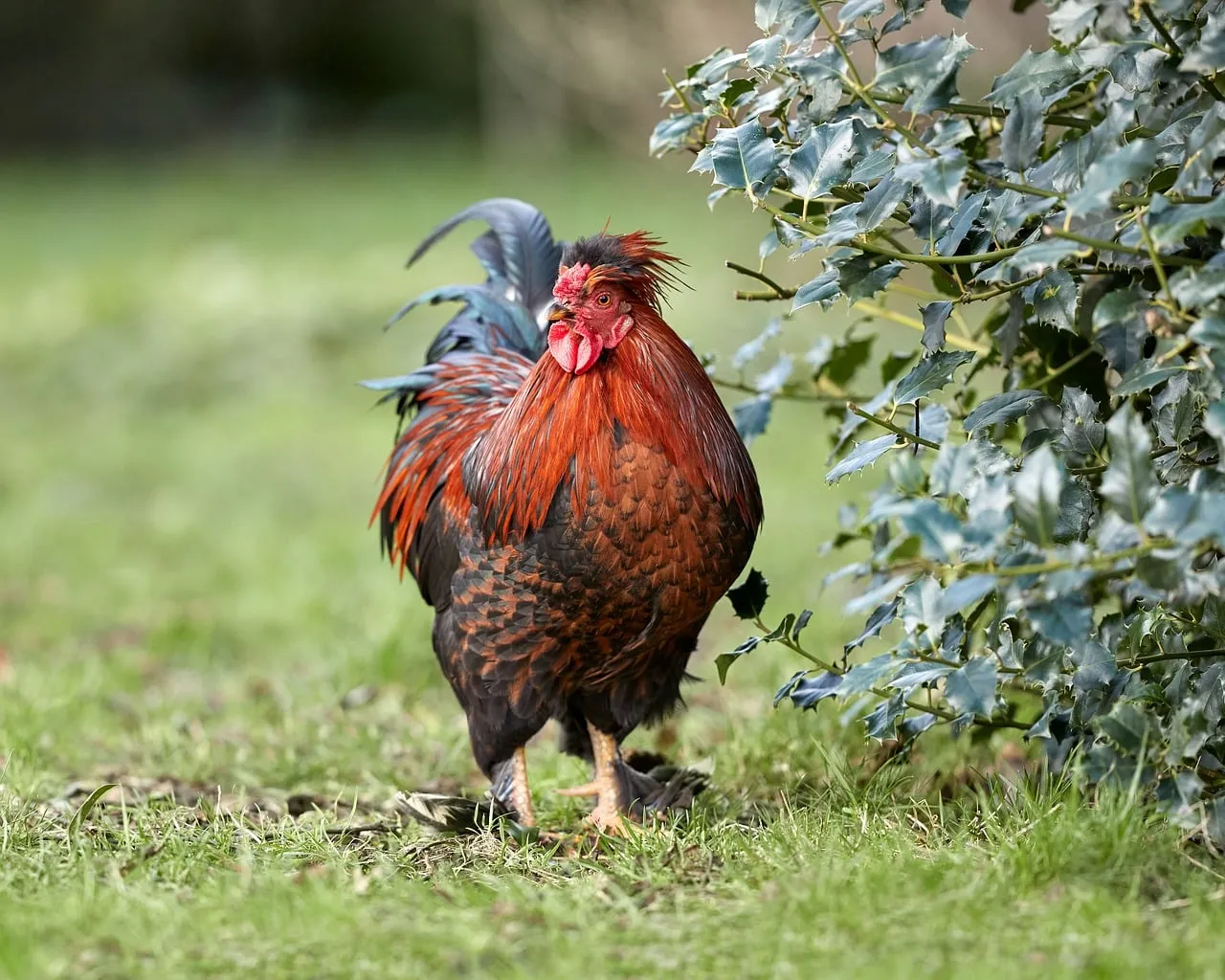 Vibrant Farm King: Majestic Rooster in Lush Greenery
