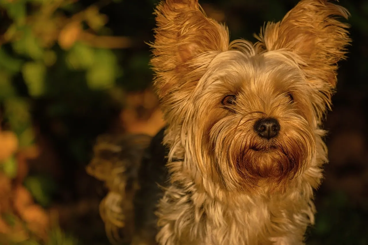 Charming Yorkshire Terrier in Golden Autumn Light