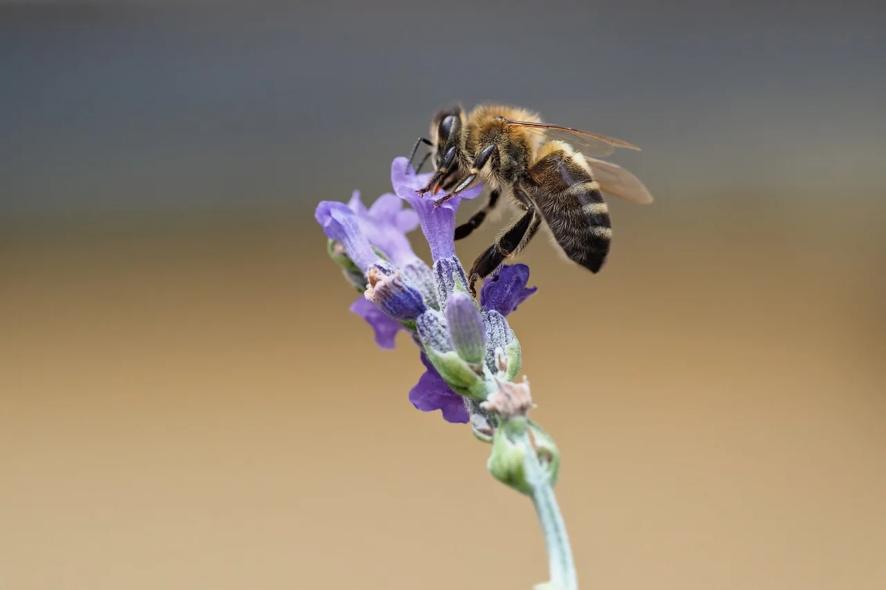 Vibrant Lavender Bee: Nature's Intricate Pollination Dance