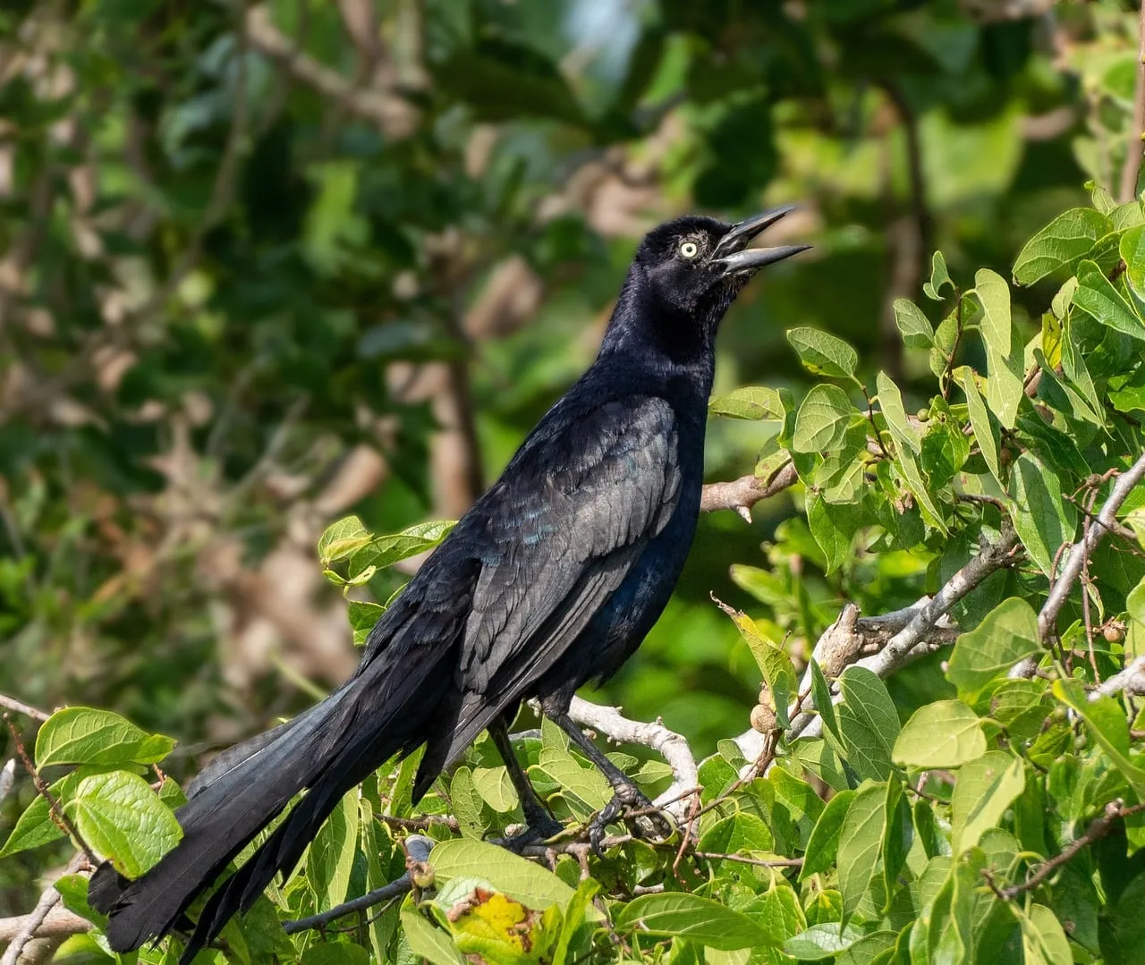 Striking Great-Tailed Grackle Chirping in Lush Greenery