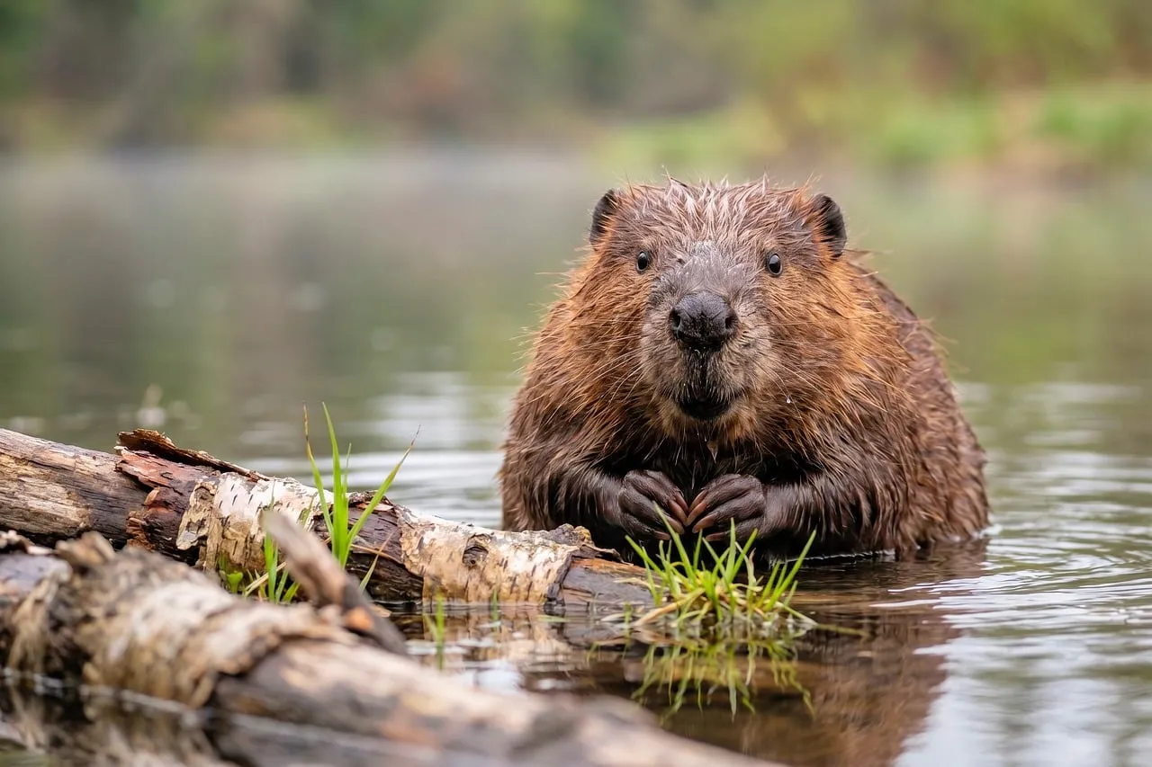 Enchanting Beaver: A Wild Encounter in its Natural Habitat