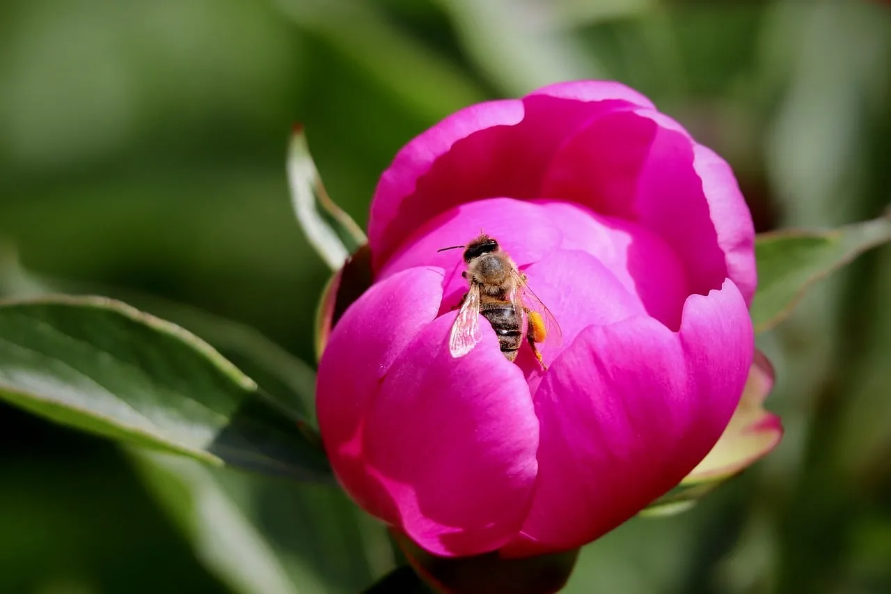 Vibrant Pink Peony: Bee's Springtime Delight