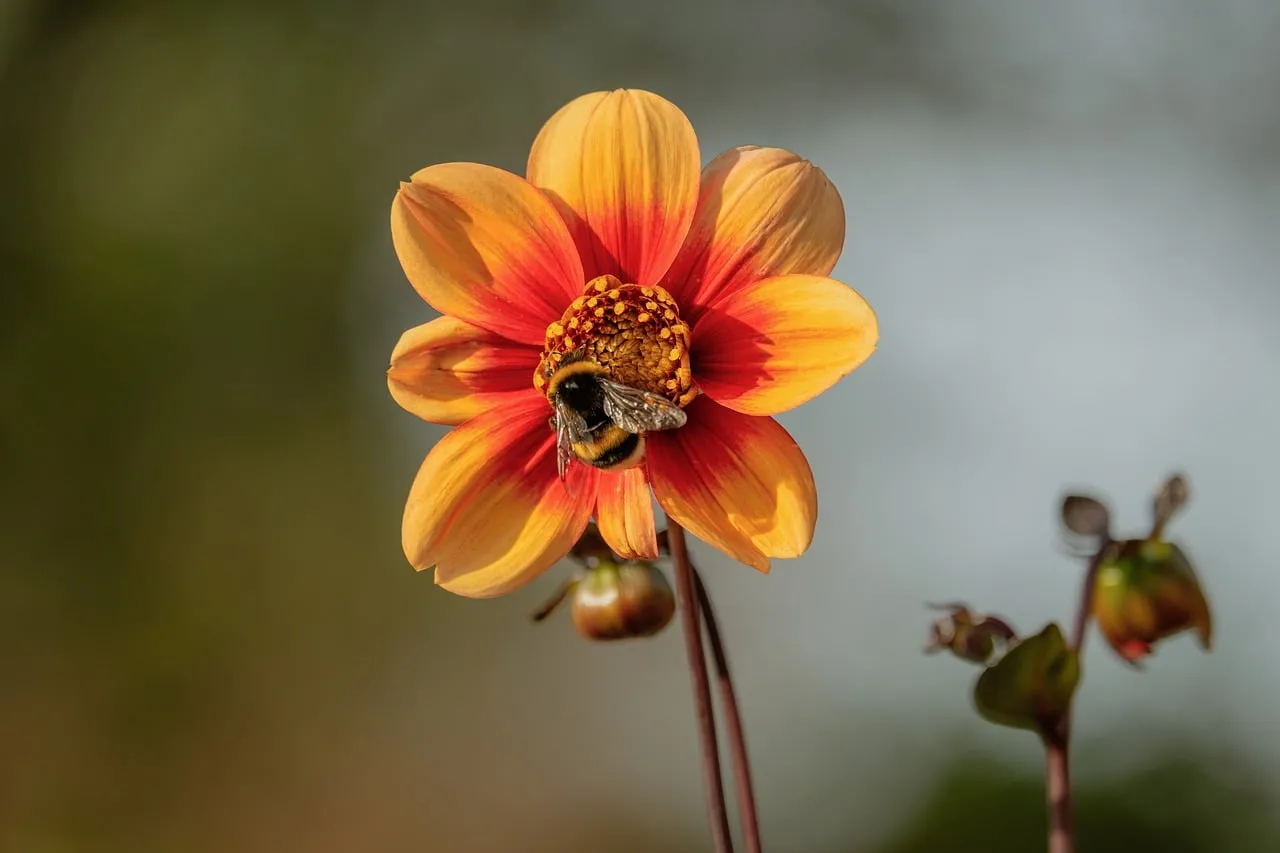 Vibrant Bee Pollinating Golden Hour Coreopsis