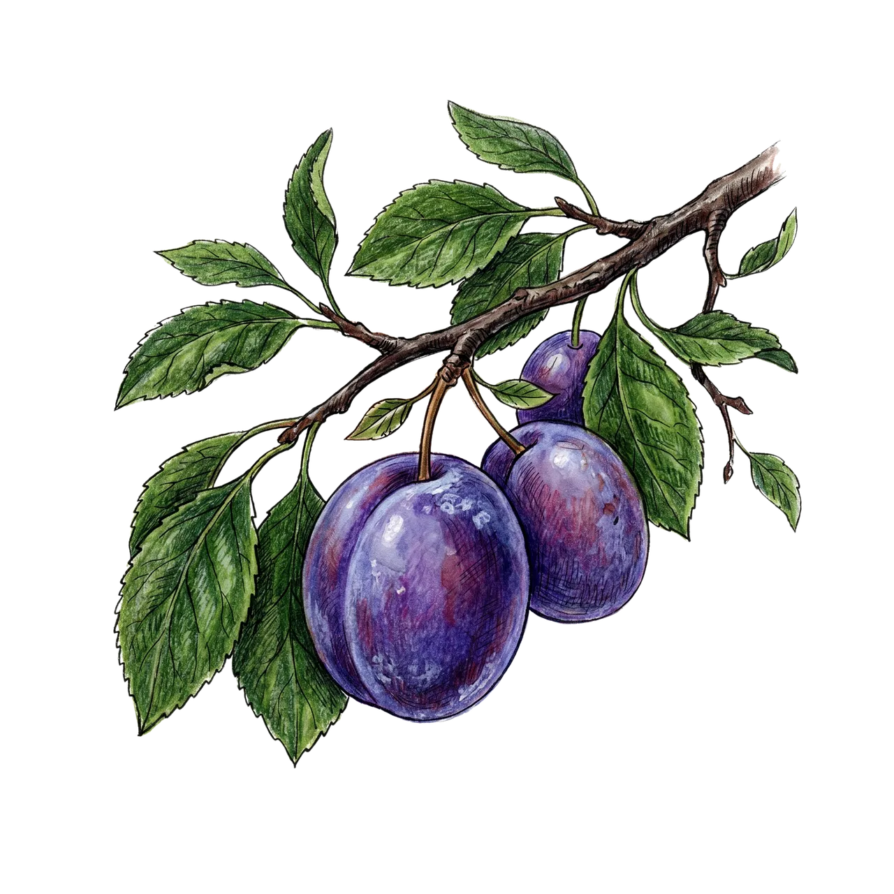Vibrant Plum Branch: Hand-Drawn Botanical Harvest