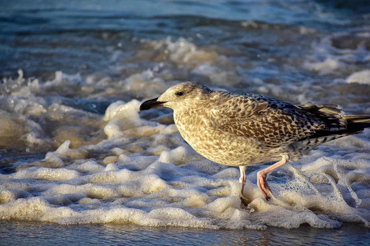 Majestic Seagull Striding Through Foaming Ocean Waves
