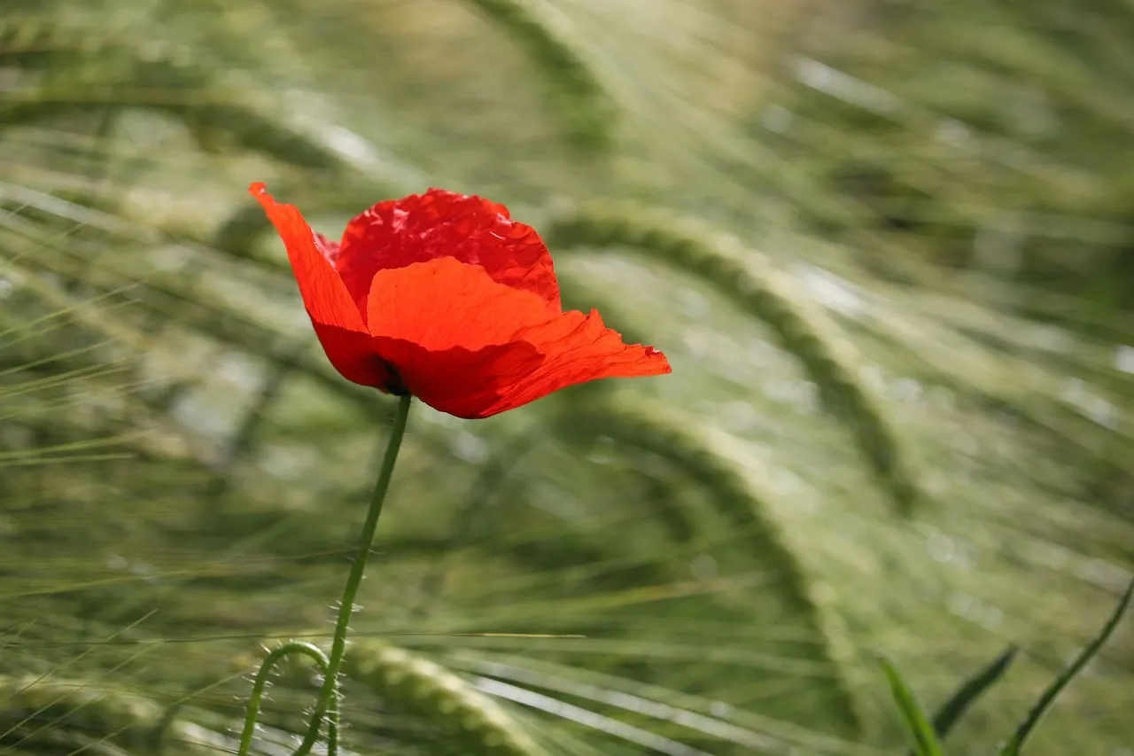 Vibrant Red Poppy in a Verdant Wheat Field