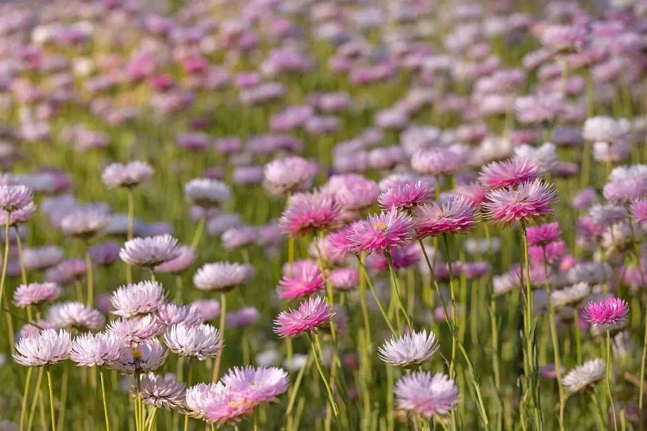Vibrant Pink Daisy Meadow: A Summer Dream