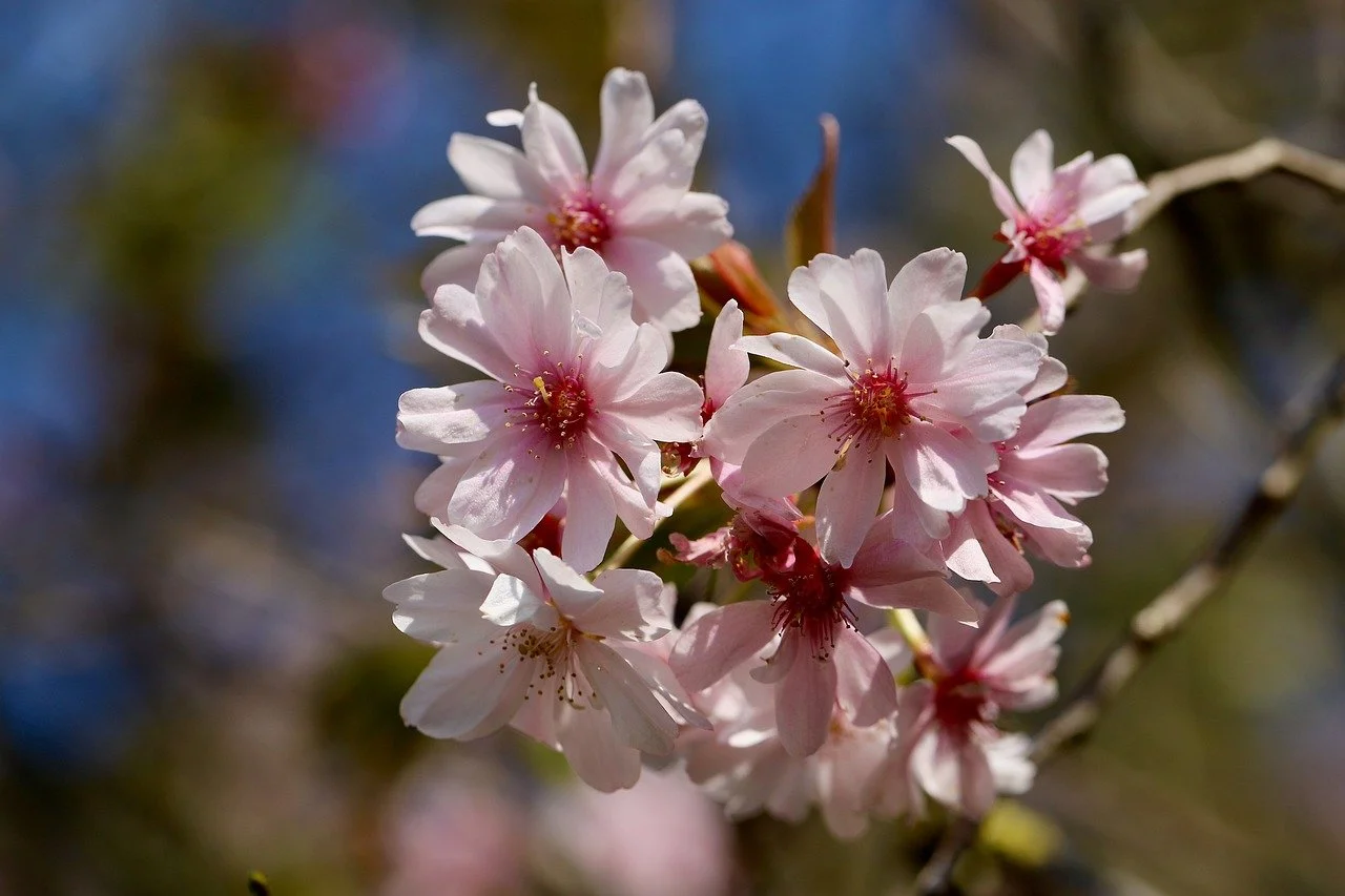 Exquisite Pink Sakura: Delicate Blooms Under a Clear Blue Sky