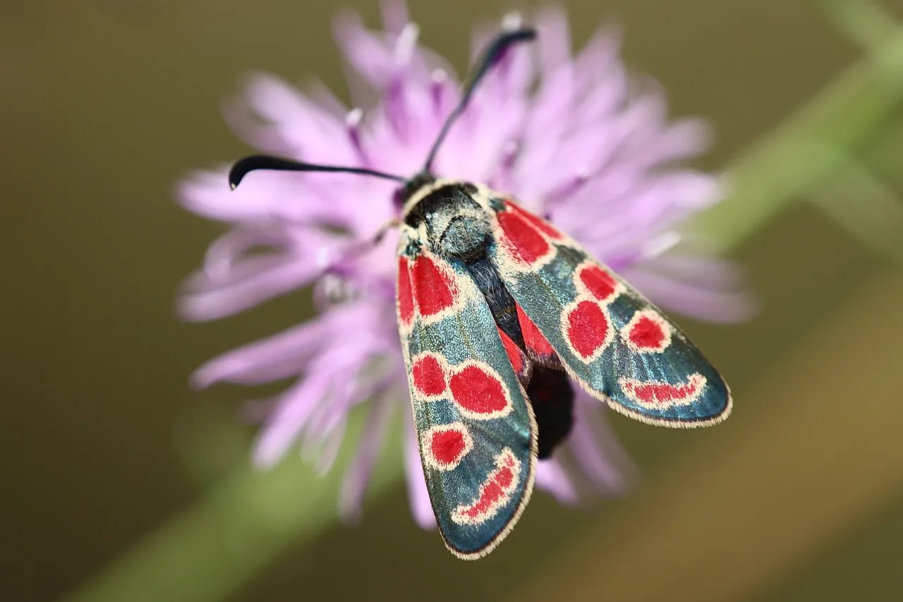 Vibrant Red-Spotted Burnet Butterfly on a Blooming Purple Flower